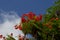 Magnificent Delonix Regia Royal Poinciana Tree in tropical Broome.