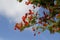 Magnificent Delonix Regia Royal Poinciana Tree in tropical Broome.