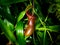 Magnificent detail of carnivorous plant in Botanical garden in Prague.