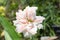 Magnificent double flower with white petals with red stripes or