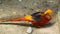 Magnificent elegant male of Chinese Red Golden pheasant, Chrysolophus Pictus outdoors. wild exotic bird in real nature