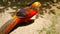 Magnificent elegant male of Chinese Red Golden pheasant, Chrysolophus Pictus outdoors. wild exotic bird in real nature