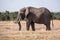 Magnificent elephant on a field in the middle of the jungle in Ol Pejeta, Kenya