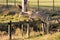 A Magnificent Fallow Deer Buck - Dama dama, jumping over a fence.