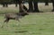 A magnificent Fallow Deer Stag, Dama dama, walking across a field with attitude during the rut.