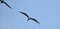 Magnificent female Frigatebird, Fregata magnificens flying on wind currents.