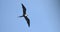 Magnificent female Frigatebird, Fregata magnificens flying on wind currents.