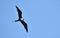 Magnificent female Frigatebird, Fregata magnificens flying on wind currents.