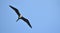 Magnificent female Frigatebird, Fregata magnificens flying on wind currents.