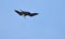 Magnificent female Frigatebird, Fregata magnificens flying on wind currents.