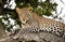 A magnificent female leopard lying in tree