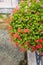 Magnificent flower decoration on a railings in Bad Lippspringe