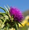 Magnificent flowerhead of silybum marianum