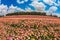 Magnificent flowering buttercups