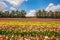 Magnificent flowering buttercups