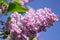 Magnificent flowering lilacs in a garden on an old farm