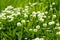 Magnificent flowering of meadow grasses in the beginning of summer a good June picture for a calendar