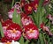 Magnificent flowering of the miltonia Orchid in Burgundy color with an elegant white pattern.