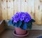 Magnificent flowering viola purple in a flowerpot