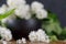 Magnificent flowers of snow-white lilac in a refined black cup on a wooden background.