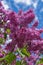 Magnificent fresh bunch of purple lilac on the bush. Garden bush, spring flowering, fresh aroma. Selective soft focus, shallow