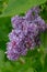 Magnificent fresh bunch of purple lilac on the bush. Garden bush, spring flowering, fresh aroma. Selective soft focus, shallow