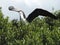 Magnificent Frigate Bird