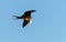 Magnificent frigate bird in flight