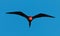 Magnificent frigate bird in flight