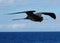 Magnificent Frigate Bird in flight