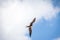 Magnificent frigate bird flying - Fernando de Noronha, Pernambuco, Brazil