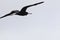 A magnificent frigate bird,Fregata magnificens, soaring though the sky