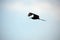 Magnificent frigatebird in flight