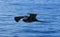 Magnificent Frigatebird in Flight Over the Galapag