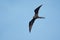 Magnificent Frigatebird flying