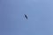 Magnificent Frigatebird flying.