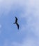 Magnificent Frigatebird flying in clouds