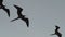 Magnificent frigatebird, Fregata magnificens, a big black sea bird