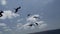 Magnificent frigatebird, Fregata magnificens, a big black sea bird with a characteristic red gular sac.