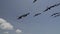 Magnificent frigatebird, Fregata magnificens, black sea bird