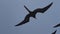 Magnificent frigatebird, Fregata magnificens, black sea bird