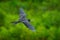 Magnificent frigatebird, Fregata magnificens, flying bird green vegetation. Tropic sea bird from Costa Rica coast. Wildlife scene