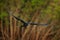 Magnificent frigatebird, Fregata magnificens, flying bird in green vegetation. Tropical sea bird from Costa Rica coast. Wildlife