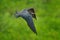 Magnificent frigatebird, Fregata magnificens, flying bird in green vegetation. Tropical sea bird from Costa Rica coast. Wildlife s