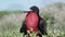 Magnificent frigatebird, Fregata magnificens, Galapagos