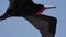 Magnificent frigatebird, Fregata magnificens, Galapagos