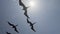 Magnificent frigatebird, Fregata magnificens, Galapagos