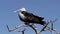 Magnificent frigatebird, Fregata magnificens on the Galapagos islands