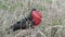 Magnificent frigatebird, Fregata magnificens on the Galapagos islands