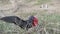 Magnificent frigatebird, Fregata magnificens on the Galapagos islands